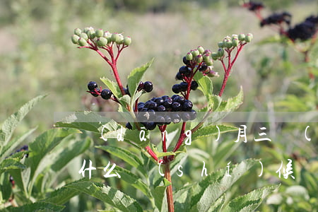 當(dāng)月三號(hào)借的花唄什么時(shí)候還款-
