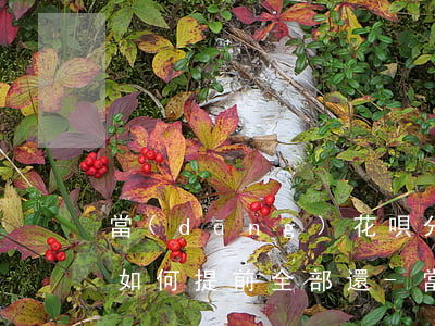 當(dāng)花唄分期還款時(shí)如何提前全部還-當(dāng)花唄分期還款時(shí)如何提前全部還完
