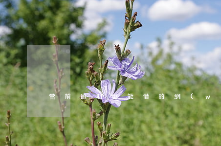 當前逾期也能借的網(wǎng)貸