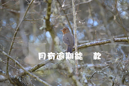 當月有逾期能貸款嗎