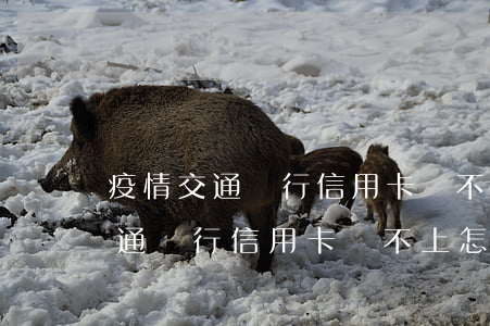 疫情交通銀行信用卡還不上怎么辦-疫情交通銀行信用卡還不上怎么辦呢