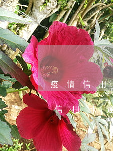 疫情信用卡利息怎么算(2020年疫情期間信用卡逾期新規(guī)定)