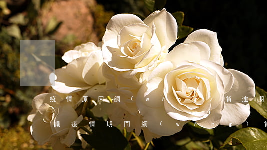 疫情原因網(wǎng)貸逾期復(fù)議(疫情期間網(wǎng)貸逾期上征信了怎么辦)