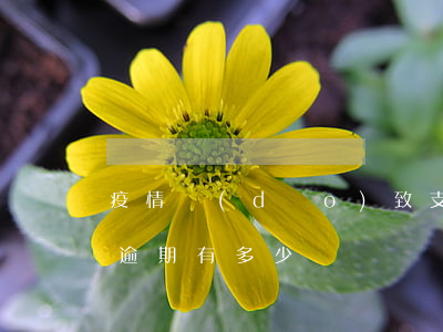疫情導(dǎo)致支付寶逾期(疫情支付寶逾期有多少)