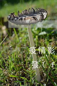 疫情影響白條逾期收到兩次通告函(白條逾期發(fā)通告函)