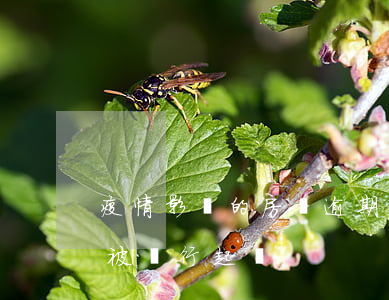 疫情影響的房貸逾期金額(疫情期間房貸逾期被銀行起訴)