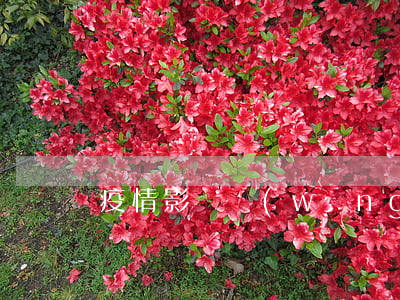 疫情影響網(wǎng)貸可以延期嗎