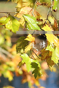 疫情房貸大面積逾期