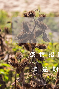 疫情招商信用卡逾期怎么辦(因疫情導致信用卡逾期怎么辦)