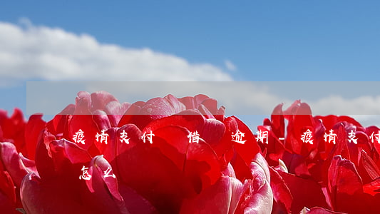 疫情支付寶借唄逾期-疫情支付寶借唄逾期怎么辦