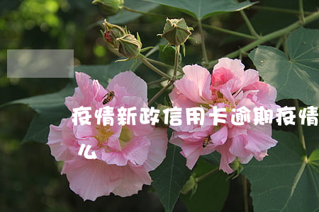 疫情新政信用卡逾期 疫情新政信用卡逾期怎么辦