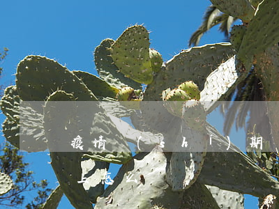 疫情時(shí)期網(wǎng)貸還不上怎么辦