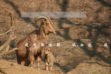 疫情期逾期還款合法嗎(疫情欠款逾期)