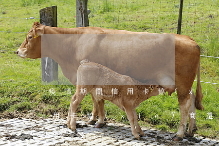 疫情期間信用卡協(xié)商 疫情期間信用卡協(xié)商還款