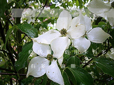 疫情期間信用卡有多少逾期(疫情期間信用卡有多少逾期)