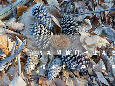 疫情期間信用卡逾期怎么申請撤銷-疫情期間信用卡逾期怎么申請撤銷征信