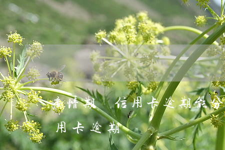 疫情期間信用卡逾期能分期不(疫情被隔離信用卡逾期)