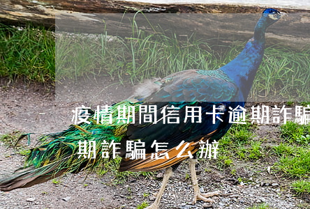 疫情期間信用卡逾期詐騙(疫情期間信用卡逾期詐騙怎么辦)