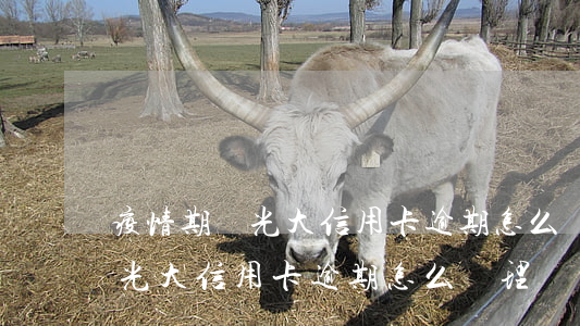 疫情期間光大信用卡逾期怎么辦-疫情期間光大信用卡逾期怎么辦理