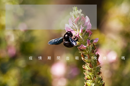 疫情期間出租房免房租嗎