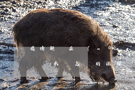 疫情期間在網(wǎng)絡(luò)造謠該承擔怎樣的法律責任
