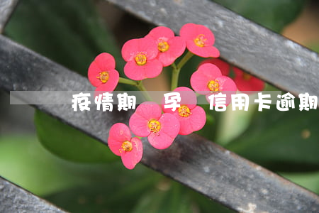 疫情期間孕婦信用卡逾期