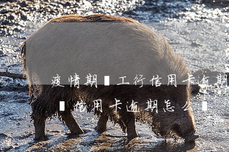 疫情期間工行信用卡逾期怎么辦-在疫情期間信用卡逾期怎么辦