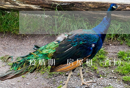 疫情期間房屋租賃合同糾紛怎么辦