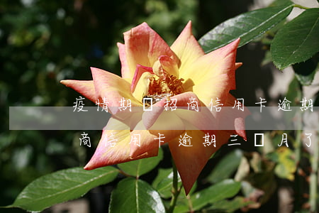 疫情期間招商信用卡逾期三個月(疫情期間招商信用卡逾期三個月了)