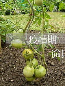 疫情期間稅務逾期申報不予處罰-疫情期間稅務逾期申報不予處罰說明怎么寫