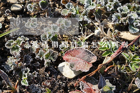 疫情期間詐騙怎么判刑