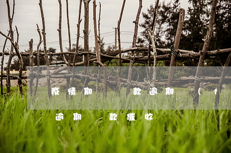 疫情期間貸款逾期費(fèi)用(疫情期間逾期貸款催收)