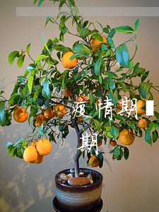 疫情期間起訴貸款逾期(疫情期間起訴貸款逾期)
