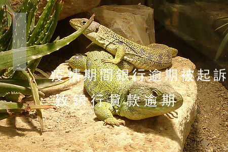 疫情期間銀行逾期被起訴(疫情導(dǎo)致銀行貸款逾期)
