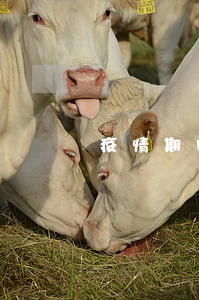 疫情期间个人房租减免的政策