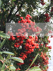 疫情期间信贷上征信吗