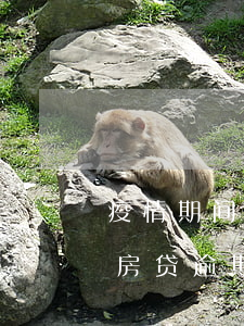 疫情期间房贷逾期被起诉法院判-疫情期间房贷逾期了