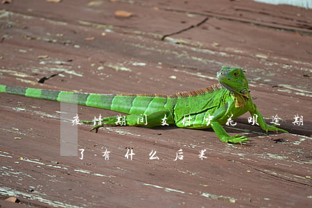 疫情期间支付宝花呗逾期(支付宝的花呗逾期了有什么后果)