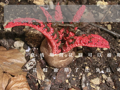 疫情期间花呗可以逾期一个月么-疫情期间花呗逾期了还清后可以正常使用吗