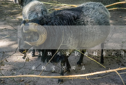 疫情期间贷款逾期率上升(疫情期间企业贷款逾期官方回应)
