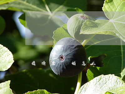 疫情要離婚怎么辦