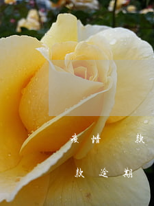 疫情貸款全面逾期怎么辦(在疫情期間銀行貸款逾期應(yīng)該如何處理)