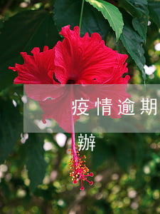 疫情逾期50萬還款(疫情影響還款逾期怎么辦)
