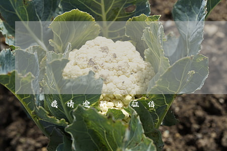疫情逾期上征信嗎