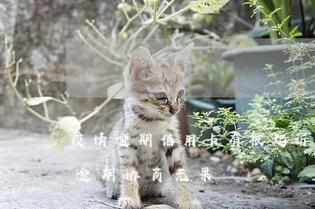 疫情逾期信用卡有被起诉的吗(疫情期信用卡逾期协商无果)