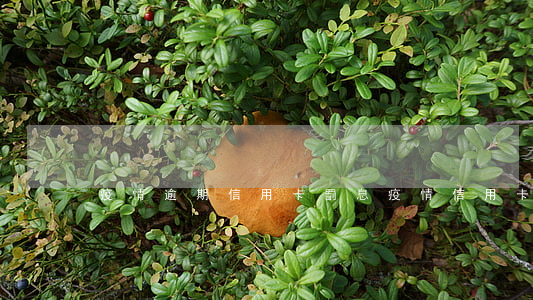 疫情逾期信用卡罰息 疫情 信用卡 逾期