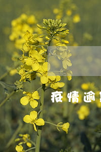 疫情逾期的多嗎(疫情影響逾期的人多嗎)