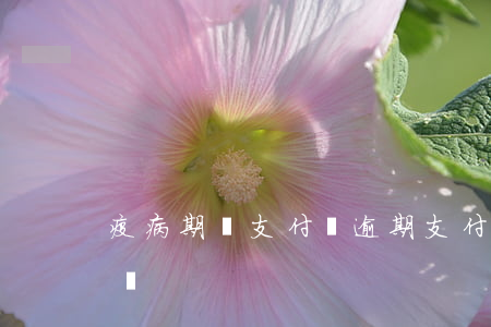 疫病期間支付寶逾期(支付寶逾期可以打疫苗嗎)