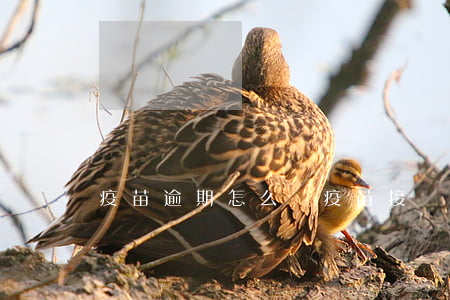 疫苗逾期怎么辦 疫苗接種逾期了怎么辦