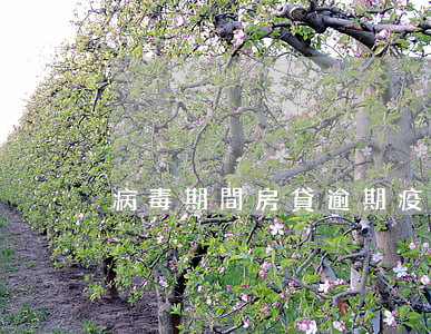 病毒期間房貸逾期(疫情期間房貸逾期怎么辦)